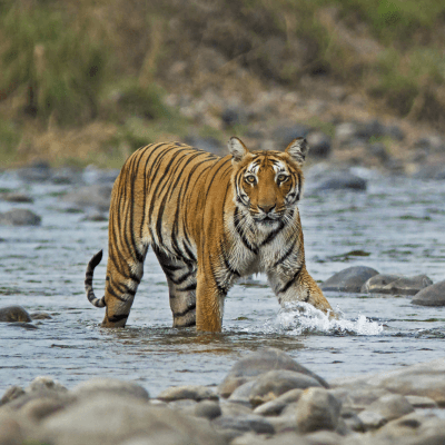 Assam